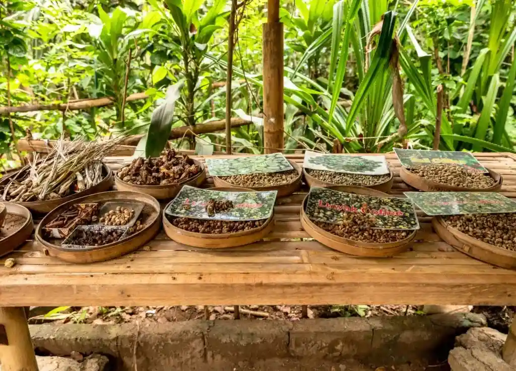 Kopi Luwak Coffee Plantation Bali
