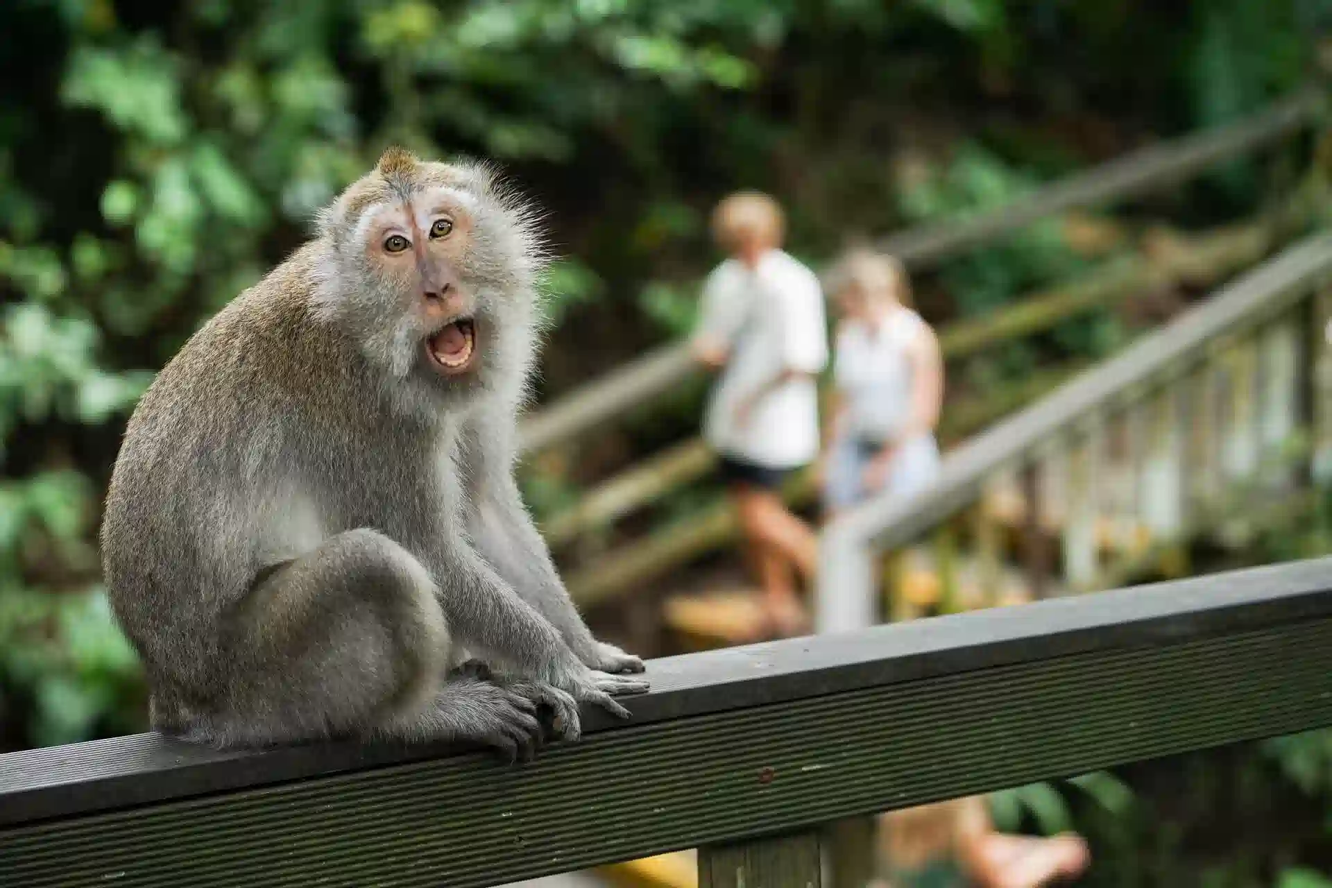 Ubud Monkey Forest Bali