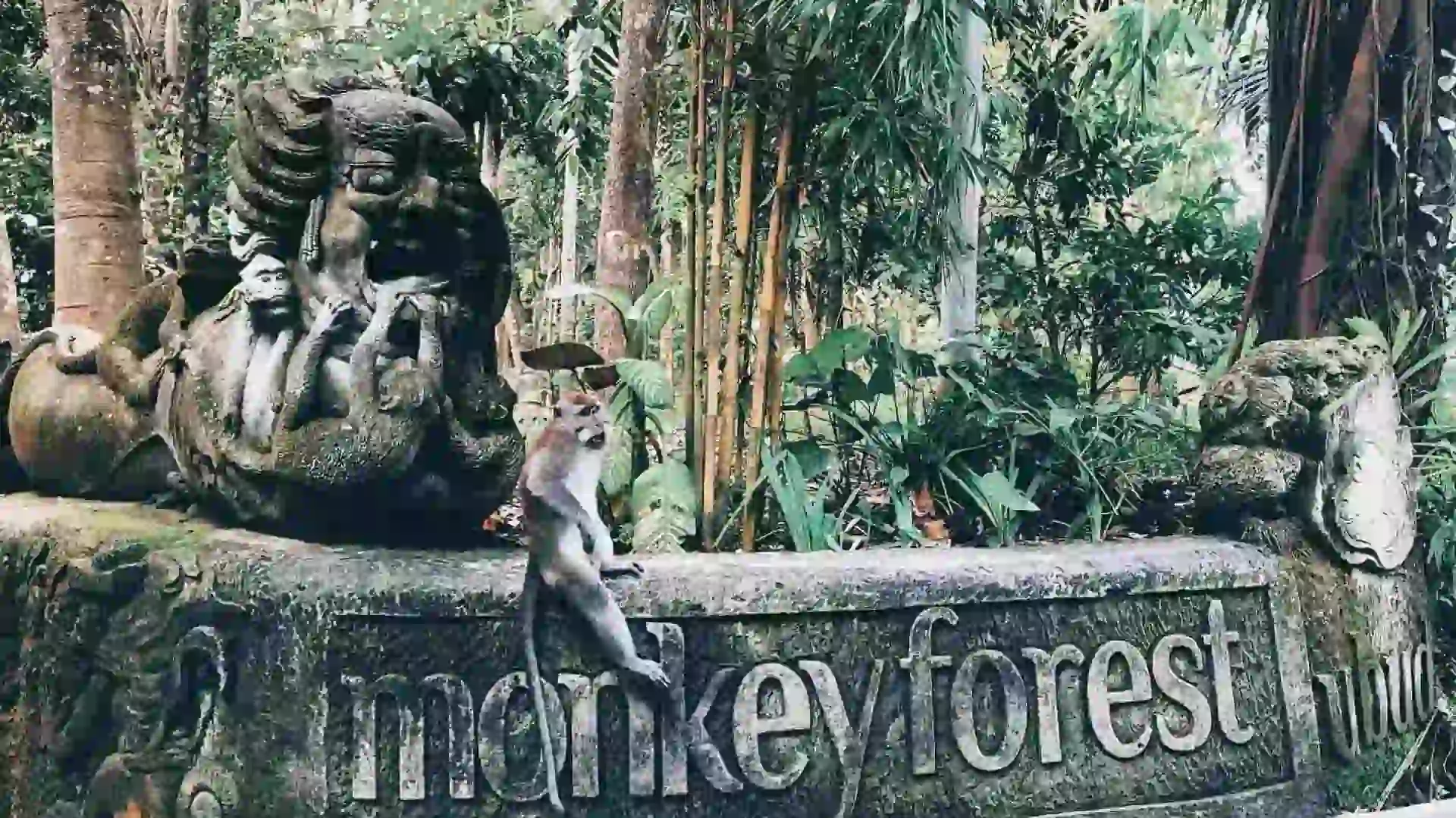Sacred Monkey Forest Ubud