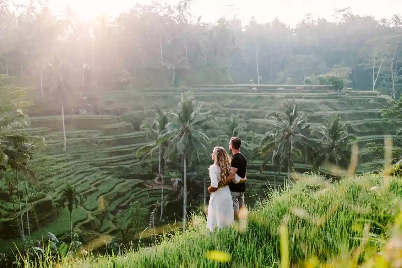 Close up of green rice plants in the sawah